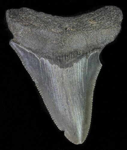 Juvenile Megalodon Tooth #61852